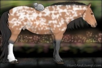 Horse Color:Bay Ice