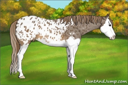 Horse Color:Buckskin Splash Appaloosa 