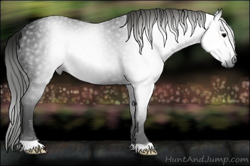 Horse Color:Gray Smoky Black 