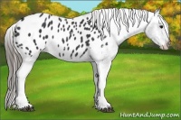 Horse Color:Black Blanket 
