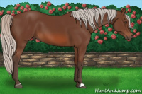Horse Color:Silver Bay 