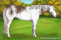 Horse Color:White Spotted Silver Black 