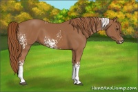 Horse Color:White Spotted Chestnut 