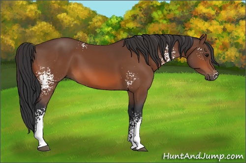 Horse Color: White Spotted Bay 