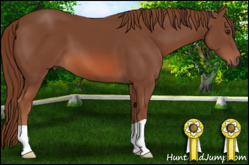 Horse Color: Liver Chestnut 