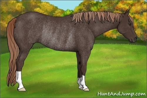 Horse Color: Liver Chestnut Rabicano 