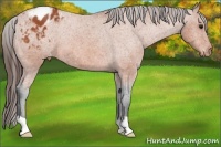 Horse Color:Bay Appaloosa 
