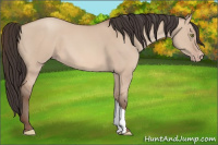 Horse Color:Amber Champagne Dun 