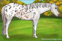 Horse Color:Brown Appaloosa 