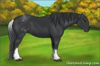 Horse Color:White Spotted Black