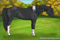 Horse Color:Brown Tobiano 