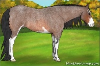 Horse Color:Bay Roan Sabino