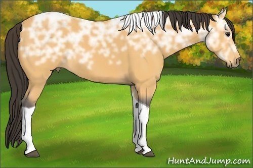 Horse Color:Buckskin Ice Tobiano 