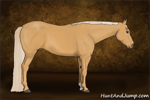 Horse Color:Palomino