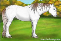 Horse Color:Gray Chestnut Splash Near Leopard 