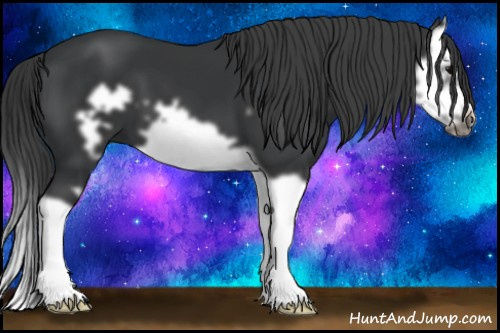 Horse Color: Black Splash Frame 