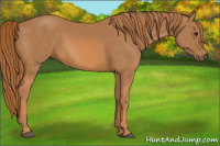 Horse Color:Chestnut Rabicano