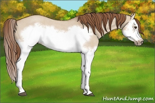 Horse Color: Red Dun Roan Splash Frame Rabicano 