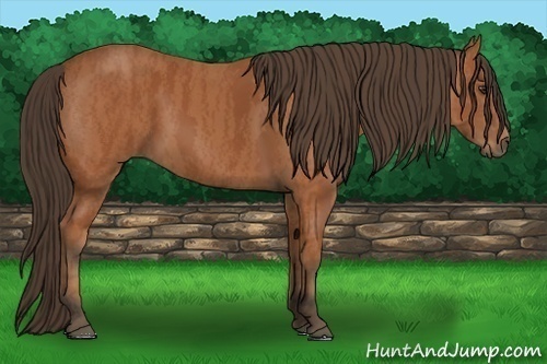Horse Color: Bay  Brindle