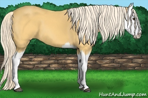 Horse Color: Palomino Splash 