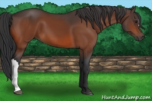 Horse Color: Bay 