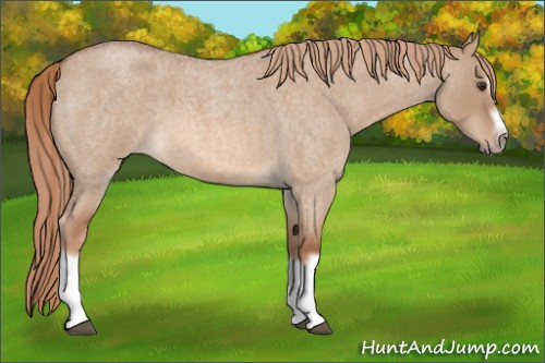 Horse Color:Red Dun Roan Splash Frame Rabicano