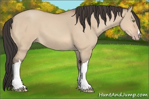 Horse Color:Amber Champagne Dun 
