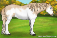Horse Color:Red Dun Roan Splash Frame Rabicano 