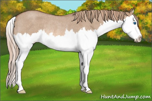 Horse Color: Red Dun Roan Splash Rabicano 
