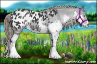 Horse Color:Brown Splash Appaloosa 