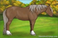 Horse Color:Chocolate Palomino 