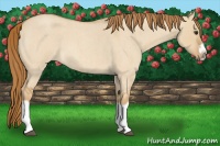 Horse Color:Red Dun Roan Splash Frame Rabicano 