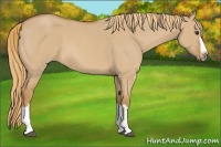 Horse Color:Red Dun Roan Splash Frame Rabicano 