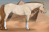 Horse Color:Red Dun Roan Splash Frame Rabicano 
