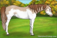 Horse Color:Red Dun Roan Splash Frame Rabicano
