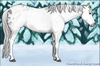 Horse Color:Gray White Spotted Black Tobiano Blanket 