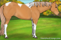 Horse Color:Chocolate Palomino Tobiano