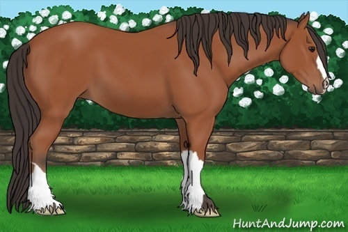 Horse Color: Bay 