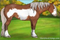 Horse Color:Silver Bay Frame 