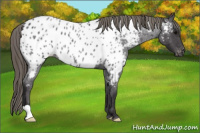 Horse Color:Buckskin Roan Near Leopard 