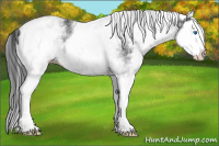 Horse Color:White Spotted Brown Splash Varnish