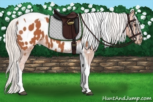 Horse Color: Silver Bay Tobiano Near Leopard 