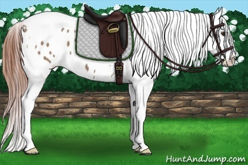 Horse Color: Bay Dun Tobiano Blanket 