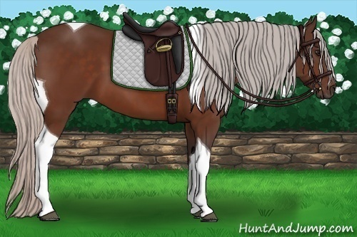 Horse Color: Silver Bay Tobiano 