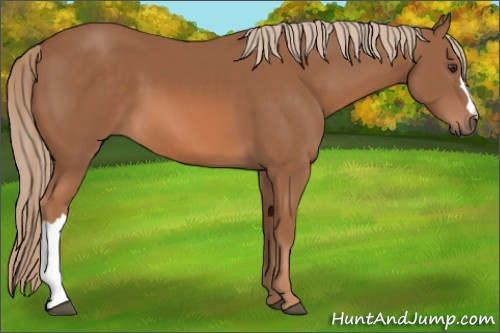 Horse Color: Liver Chestnut 