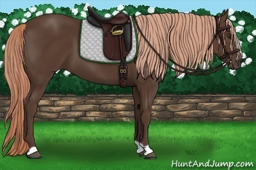 Horse Color: Liver Chestnut 