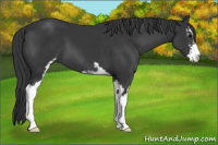 Horse Color:Brown Sabino 
