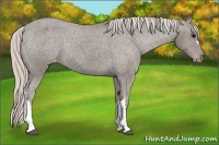 Horse Color:Silver Black Appaloosa