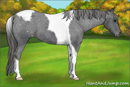 Horse Color: Brown Tobiano Snowcap 