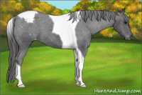 Horse Color:Brown Tobiano Snowcap 